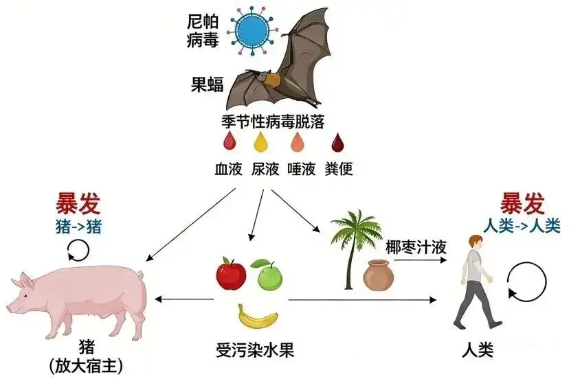 登革热疟疾防控措施_疫情风险_境外传染病输入风险